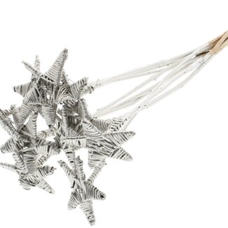 QC Rattan Lata Star on stick | Colour: Platinum-coloured | Flat pick | Length ± 50 centimetre | 10 picks per bunch