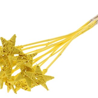 QC Rattan Lata Star on stick | Colour: Yellow | Flat floral pick | Length ± 50 centimetre | 10 floral picks per bunch