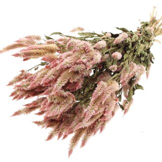 QC Dried Celosia | Colour: Natural Light Pink | Celosia Dried Flowers | Length ± 45 centimetre | Per bunch