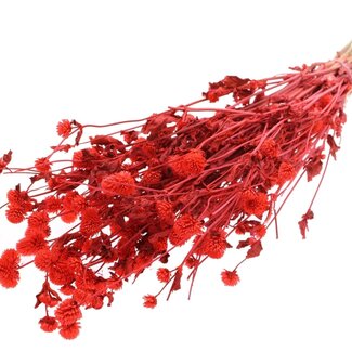 QC Dried Globe Amaranth | Colour: Coral | Gomphrena Dried Flowers | Length ± 60 centimetres | Per bunch
