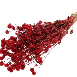 QC Dried Globe Amaranth | Colour: Red | Gomphrena Dried Flowers | Length ± 60 centimetres | Per bunch