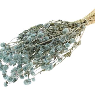 QC Dried Globe Amaranth | Colour: Light Blue | Gomphrena Dried Flowers | Length ± 60 centimetres | Per bunch