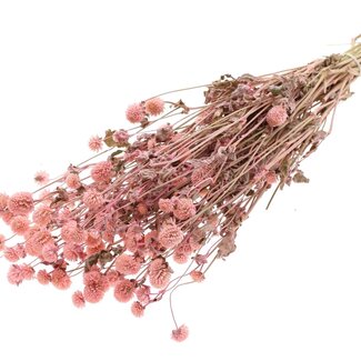 QC Dried Globe Amaranth | Colour: Pink | Gomphrena Dried Flowers | Length ± 60 centimetres | Per bunch