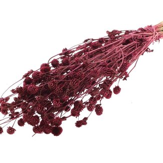 QC Dried Globe Amaranth | Colour: Bordeaux Red | Gomphrena Dried Flowers | Length ± 60 centimetres | Per bunch