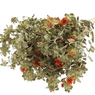 QC Dried Carthamus | Colour: Natural Orange | Safflower or Bidens Dried Flowers | Per bunch