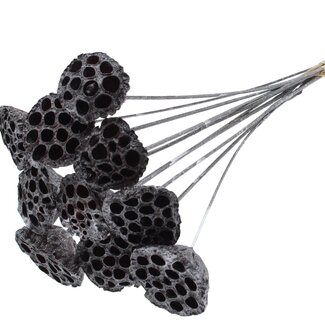 QC Dried Lotus Pods on Stick | Colour: Graphite Grey Metallic | Lotus Diameter 5 - 7 centimetres | Stick Length ± 50 centimetres | 10 sticks per bunch