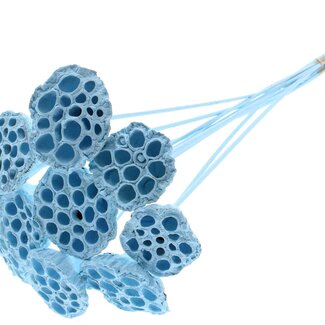 QC Dried Lotus Pods on Stick | Colour: Light Blue | Lotus Diameter 5 - 7 centimetres | Stick Length ± 50 centimetres | 10 sticks per bunch