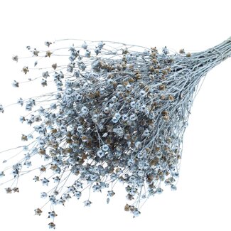 QC Dried Lino Flax | Colour: Blue Metallic | Linum Dried Flowers | Length ± 50 centimetres | Weight 150 grams | Per bunch