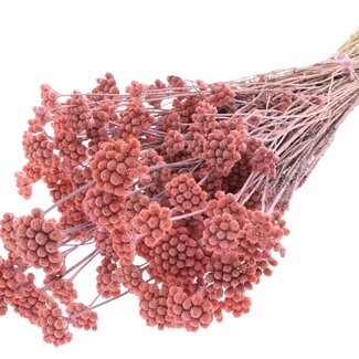 QC Dried Lona | Colour: Frosted Pink | Lonas Annua Dried Flowers | Length ± 50 centimetres | Per bunch