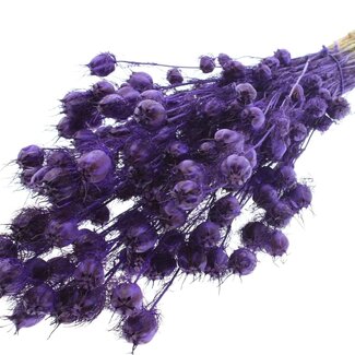 QC Dried Love-in-a-mist | Colour: Purple | Nigella Dried Flowers | Length ± 45 centimetres | Weight 150 grams | Per bunch