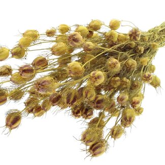 QC Dried Love-in-a-mist | Colour: Yellow | Nigella Dried Flowers | Length ± 45 centimetres | Weight 150 grams | Per bunch