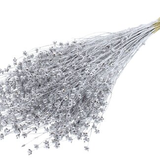 QC Dried Lino Flax | Colour: Silver with Glitter | Linum Dried Flowers | Length ± 60 centimetres | Weight 150 grams | Per bunch