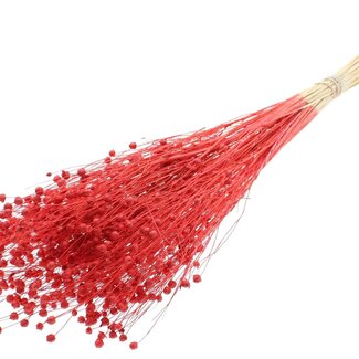 QC Dried Bleached Linen Flax | Colour: Red | Linum Dried Flowers | Length ± 70 centimetres | Weight 100 grams | Per bunch