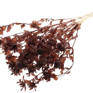 QC Dried Bleached Carthamus | Colour: Brown | Safflower or Bidens Dried Flowers | Length ± 70 centimetres | Per bunch