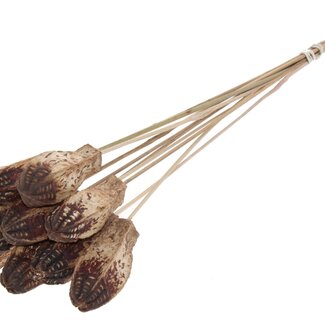 QC Mahogany Seed Pod on Stick | Colour: Natural Brown | Swietenia Mahagoni Dried Fruit Stick | Stick Length ± 50 centimetres | 10 sticks per bunch