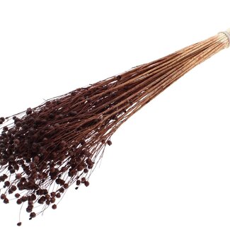 QC Dried Bleached Flax Linen | Colour: Brown | Linum Dried Flowers | Length ± 70 centimetres | Weight 100 grams | Per bunch