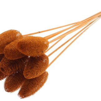 QC Mini Loofah Sponge on stick | Colour: Terracotta | Loofah Plant Stake | Length ± 50 centimetres | 10 stakes per bunch