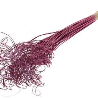 QC Dried Palm Leaf Rib | Curly Ting Ting | Colour: Metallic Pink | Length ± 70 centimetres | 100 stems per bunch | Per bunch