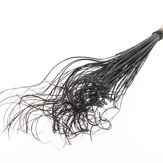 QC Dried Palm Leaf Vein | Curly Ting Ting | Colour: Black | Length ± 70 centimetres | 100 stems per bunch | Per bunch