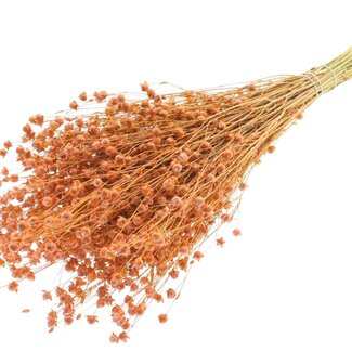 QC Dried Lino Flax | Colour: Frosted Salmon | Linum Dried Flowers | Length ± 50 centimetres | Weight 150 grams | Per bunch