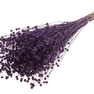 QC Dried Lino Flax | Colour: Purple | Linum Dried Flowers | Length ± 50 centimetres | Weight 150 grams | Per bunch
