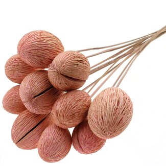 QC Bleached Mintolla Seed Box on Stick | Colour: Light Pink | Pong Pong Mintolla Insert Dry Decoration | Length ± 50 centimetres | 10 inserts per bunch