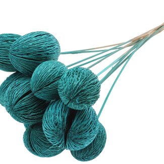 QC Bleached Mintolla Seed Box on Stick | Colour: Turquoise | Pong Pong Mintolla Insert Dry Decoration | Length ± 50 centimetres | 10 inserts per bunch