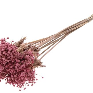QC Mini Button Flowers Bouquet on Stick | Colour: Pink | Mini Button Insert | Length ± 50 centimetres | 10 inserts per bunch
