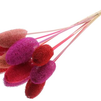 QC Mini Loofah Sponge on stick | Colour: Mixed Colours | Loofah Plant Stake | Length ± 50 centimetres | 10 stakes per bunch