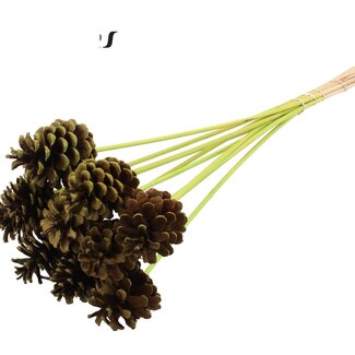 QC Pine cone on stick | Colour: Light green | Diameter 5 - 7 centimetres | Length ± 50 centimetres | 10 picks per bunch