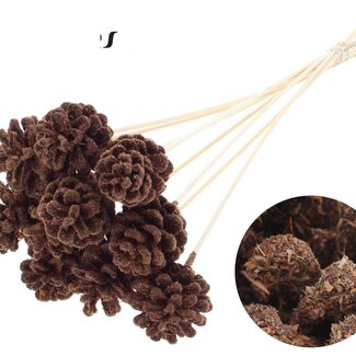QC Pine cone on stick | Colour: Sawdust Brown | Diameter 5 - 7 centimetres | Length ± 50 centimetres | 10 picks per bunch
