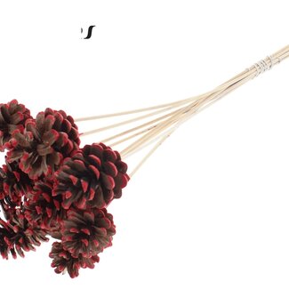 QC Pine cone on stick | Colour: Brown with Red Tipped | Diameter 5 - 7 centimetres | Length ± 50 centimetres | 10 picks per bunch