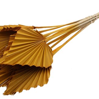 QC Dried Palm Spear | Colour: Apricot | Spear-Shaped Palm Leaves | Length ± 50 centimetres | 10 stems per bunch | Per bunch