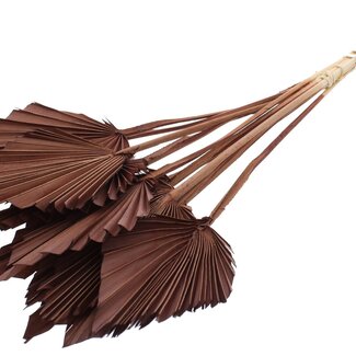 QC Dried Palm Spear | Colour: Brown | Palm Leaves in Spear Shape | Length ± 50 centimetres | 10 stems per bunch | Per bunch
