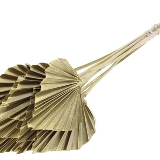 QC Dried Palm Spear | Colour: Gold | Palm Leaves in Spear Shape | Length ± 50 centimetres | 10 stems per bunch | Per bunch