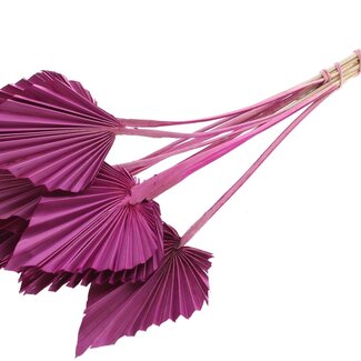 QC Dried Palm Spear | Colour: Lilac | Spear-shaped Palm Leaves | Length ± 50 centimetres | 10 stems per bunch | Per bunch