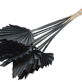 QC Dried Palm Spear | Colour: Black | Spear-Shaped Palm Leaves | Length ± 50 centimetres | 10 stems per bunch | Per bunch
