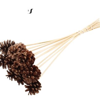 QC Pine cone on stick | Colour: Natural Brown | Diameter 5 - 7 centimetres | Length ± 50 centimetres | 10 picks per bunch