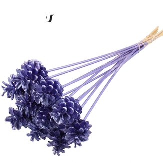 QC Pine cone on stick | Colour: Metallic Purple | Diameter 5 - 7 centimetres | Length ± 50 centimetres | 10 picks per bunch