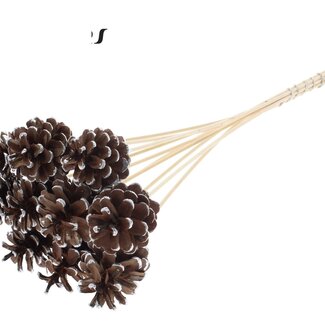 QC Pine cone on stick | Colour: Brown with Silver-Tipped | Diameter 5 - 7 centimetres | Length ± 50 centimetres | 10 picks per bunch
