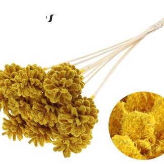 QC Pine cone on stick | Colour: Sawdust Yellow | Diameter 5 - 7 centimetres | Length ± 50 centimetres | 10 picks per bunch