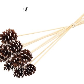 QC Pine cone on stick | Colour: Brown with White Tipped | Diameter 5 - 7 centimetres | Length ± 50 centimetres | 10 picks per bunch