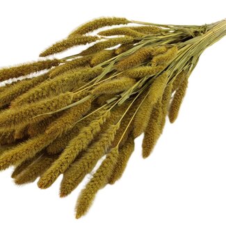 QC Dried Setaria | Colour: Yellow | Setaria Dried Flowers | Length ± 70 centimetres | Weight 210 grams | Per bunch