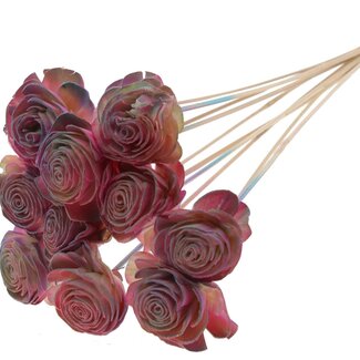 QC Shola Rose on stem | Colour: Pink colour gradient | Shola Beauty Rose | Diameter 6 centimeter | Length ± 50 centimeter | 10 floral picks per bunch | Per bunch