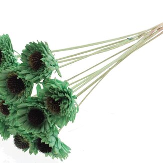 QC Shola Daisy Sunflower on stem | Colour: Mint green | Shola Daisy Sunflower | Diameter 6 centimetre | Length ± 50 centimetre | 10 picks per bunch | Per bunch