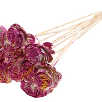 QC Shola Rose on Stem | Colour: Multicoloured Cherry-coloured Yellow | Shola Beauty Rose | Diameter 6 centimetre | Length ± 50 centimetre | 10 picks per bunch | Per bunch
