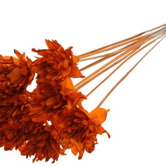 QC Shola flower on stem | Colour: Orange | Shola Slice Pine | Diameter 6 centimetre | Length ± 50 centimetre | 10 picks per bunch | Per bunch