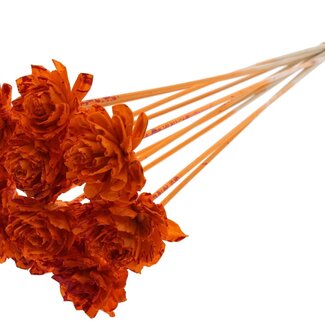 QC Shola Dahlia on stem | Colour: Multicoloured Splattered Orange Red | Shola Dhalya | Diameter 6 centimetre | Length ± 50 centimetre | 10 picks per bunch | Per bunch