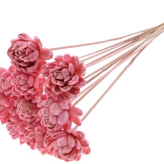 QC Shola Rose on stem | Colour: Light pink | Shola New Beauty Rose | Diameter 6 centimeter | Length ± 50 centimeter | 10 picks per bunch | Per bunch