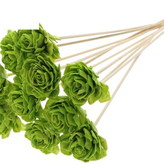 QC Shola Dahlia with wax on stem | Colour: Light green | Shola Dhalya | Diameter 6 centimetre | Length ± 50 centimetre | 10 picks per bunch | Per bunch
